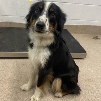 Millie -  Border Collie Dog for Adoption in Ardmore, Oklahoma - Millie | PetCurious