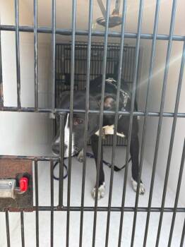 Precious -  Pit Bull Terrier Dog for Adoption in Troutdale, Oregon - Precious | PetCurious