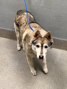 WILD BLUEBERRY -  Siberian Husky Dog for Adoption in Las Vegas, Nevada - WILD BLUEBERRY | PetCurious