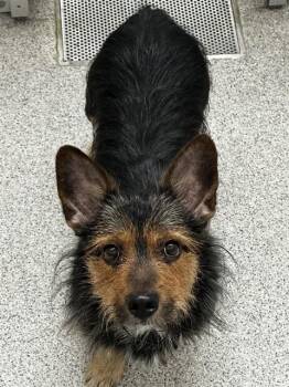 Yorkshire Terrier and Dachshund Dogs Available for Adoption - SKEETER | PetCurious