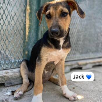 Rescue Mixed Breed Dogs for Adoption in Vaughan, Ontario - Jack | PetCurious