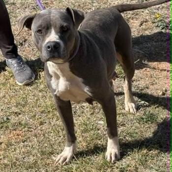 Pit Bull Terrier and Mixed Breed Dogs Available for Adoption in Olathe, Kansas - Linde | PetCurious