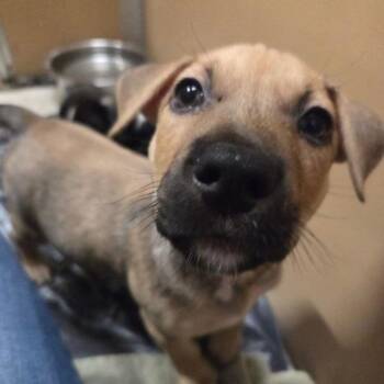 Stubbs -  Pit Bull Terrier Dog for Adoption in Oakland, California - Stubbs | PetCurious