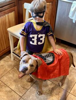 Rescue Pit Bull Terrier Dogs for Adoption in Decorah, Iowa - Patches-Courtesy Listinig | PetCurious