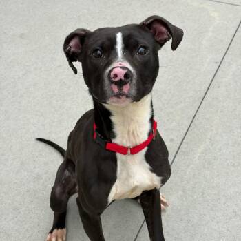 Piglet -  Pit Bull Terrier and Mixed Breed Dog for Adoption in Matteson, Illinois - Piglet | PetCurious