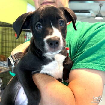 Rescue Labrador Retriever and Retriever Dogs for Adoption in Washington, District Of Columbia - Baby Mags | PetCurious