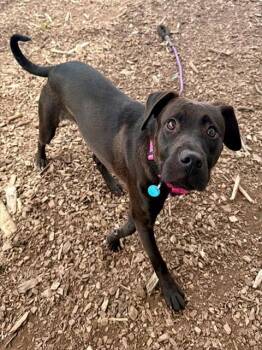 Labrador Retriever and Mixed Breed Dogs Available for Adoption in Leesburg, Virginia - PEARL | PetCurious