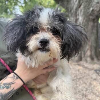 Lenny -  Shih Tzu and Mixed Breed Dog for Adoption in Madison, Wisconsin - Lenny | PetCurious