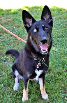 Sapphire -  Husky and Mixed Breed Dog for Adoption in Morton Grove, Illinois - Sapphire | PetCurious