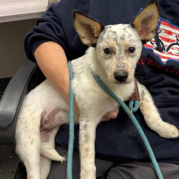 Gigi -  Mixed Breed Dog for Adoption in Columbiana, Alabama - Gigi | PetCurious
