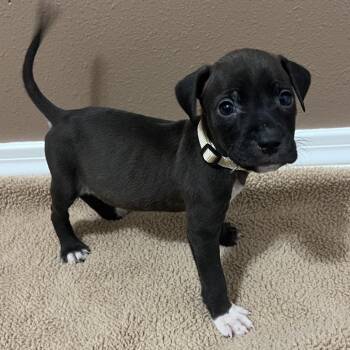 Asiago (cream collar) -  Catahoula Leopard Dog Dog for Adoption in Baton Rouge, Louisiana - Asiago (cream Collar) | PetCurious