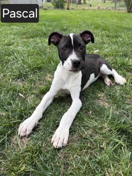 Pit Bull Terrier and Labrador Retriever Dogs Available for Adoption in Kansas City, Missouri - Pascal | PetCurious