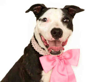 Rescue Pit Bull Terrier Dogs for Adoption in St. Cloud, Florida - MINNIE | PetCurious