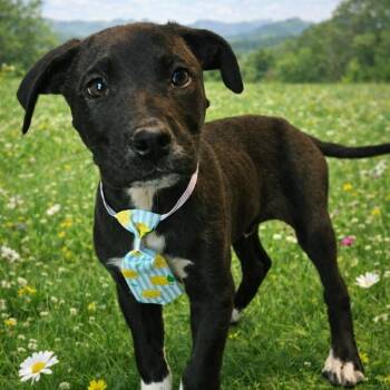 Jack Russell Terrier and Labrador Retriever Dogs Available for Adoption in Sequatchie, Tennessee - Fritz -s | PetCurious