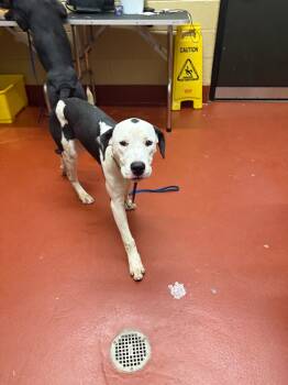 Rescue Mixed Breed Dogs for Adoption in Douglasville, Georgia - Mars | PetCurious