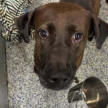 Pimento -  Chocolate Labrador Retriever and Mixed Breed Dog for Adoption in Greenville, South Carolina - Pimento | PetCurious