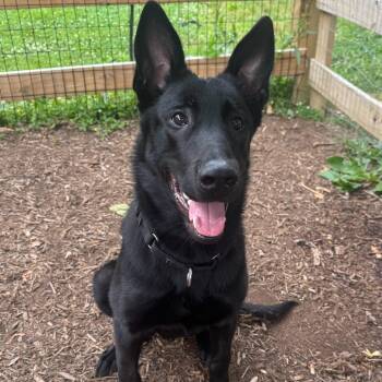 Gottfried -  German Shepherd Dog Dog for Adoption in Chester Springs, Pennsylvania - Gottfried | PetCurious