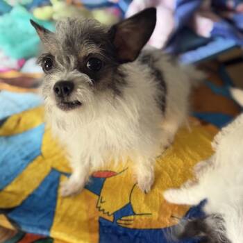 Ella -  Maltese and Chihuahua Dog for Adoption in Baton Rouge, Louisiana - Ella | PetCurious
