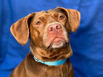 Beagle Dogs Available for Adoption in Portland, Oregon - Smitten | PetCurious
