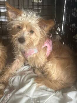 Archie+ -  Yorkshire Terrier Dog for Adoption in Pine Grove, Pennsylvania - Archie+ | PetCurious