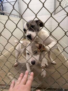 Rescue American Staffordshire Terrier Dogs for Adoption in Eatontown, New Jersey - Razzle | PetCurious