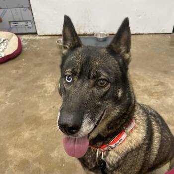 Bonita -  Siberian Husky Dog for Adoption in Corbin, Kentucky - Bonita | PetCurious