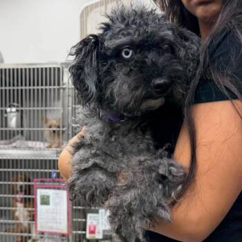 Milly -  Mixed Breed Dog for Adoption in Fredericksburg, Virginia - Milly | PetCurious