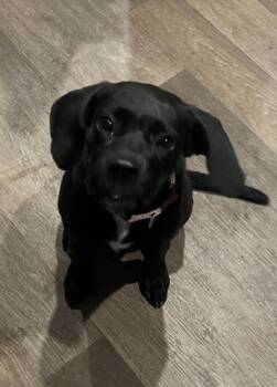 Rescue Black Labrador Retriever Dogs for Adoption in Inez, Texas - Ellie Mae “Snidely” | PetCurious