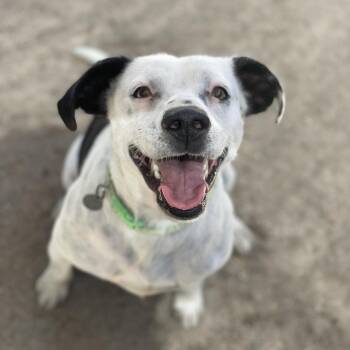Pat -  Beagle and Mixed Breed Dog for Adoption in Riverside, California - Pat | PetCurious