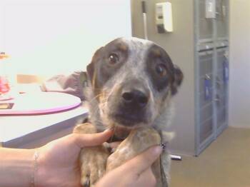 Australian Cattle Dog Blue Heeler and Mixed Breed Dogs Available for Adoption in Sacramento, California - HUGH JACKMAN | PetCurious