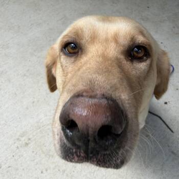 Bud -  Yellow Labrador Retriever and Labrador Retriever Dog for Adoption in Liverpool, Texas - Bud | PetCurious