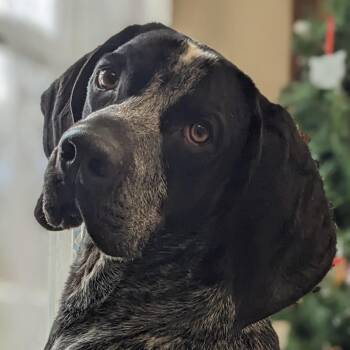 Bluetick Coonhound Dogs Available for Adoption - Hector  | PetCurious