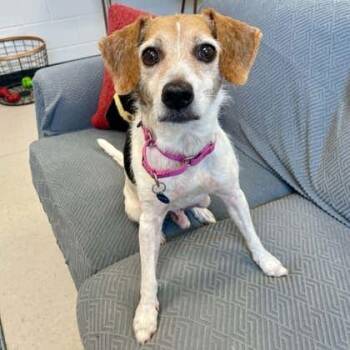 Buster -  Beagle and Mixed Breed Dog for Adoption in Wheaton, Illinois - Buster | PetCurious