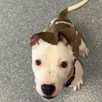 Mixed Breed Dogs Available for Adoption - Bunny | PetCurious