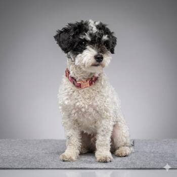 Poodle and Maltese Dogs Available for Adoption in Pumpkin Center, California - Rudy | PetCurious