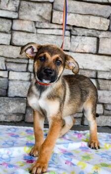Spike -  German Shepherd Dog and Mixed Breed Dog for Adoption in Yakima, Washington - Spike | PetCurious