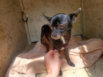 DONNY -  Chihuahua Dog for Adoption in Rowlett, Texas - DONNY | PetCurious
