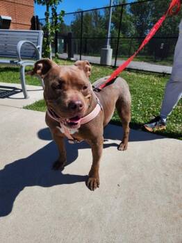 Cocoa -  Mixed Breed Dog Available for Adoption in Fairfax, Virginia - Cocoa | PetCurious