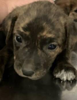 CADILLAC -  Mixed Breed Dog for Adoption in Dallas, Texas - CADILLAC | PetCurious