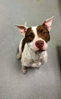 Rescue Pit Bull Terrier and Mixed Breed Dogs for Adoption in Longview, Texas - Sir Spottedbottom | PetCurious