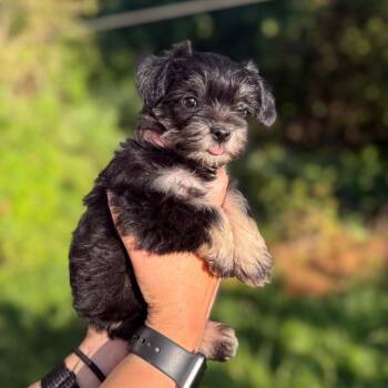 Sam -  Terrier and Mixed Breed Dog for Adoption in Newberg, Oregon - Sam | PetCurious