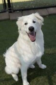 GOOFY -  Great Pyrenees Dog for Adoption in Newport, New Hampshire - GOOFY | PetCurious