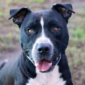 Spot (AO37677) -  American Bulldog Dog for Adoption in Kansas City, Kansas - Spot (AO37677) | PetCurious