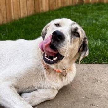 Mr. Kind Hearted Korso -  Anatolian Shepherd and Akbash Dog for Adoption in Ridgefield, Washington - Mr. Kind Hearted Korso | PetCurious