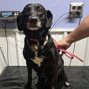 Lottie -  Retriever and Mixed Breed Dog for Adoption in Springboro, Ohio - Lottie | PetCurious