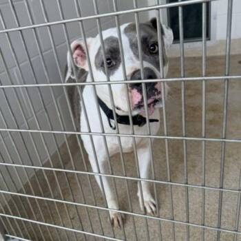 Grace -  Pit Bull Terrier and American Staffordshire Terrier Dog for Adoption in Horn Lake, Mississippi - Grace | PetCurious