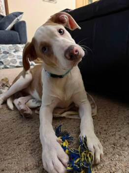 Dawson the Australian Shepherd Mix Puppy -  Australian Shepherd and American Staffordshire Terrier Dog for Adoption in Muskego, Wisconsin - Dawson The Australian Shepherd Mix Puppy | PetCurious