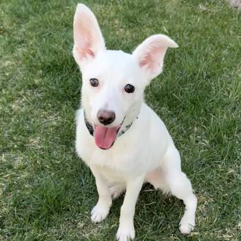 Rat Terrier and Chihuahua Dogs Available for Adoption in Fort Collins, Colorado - Summer | PetCurious