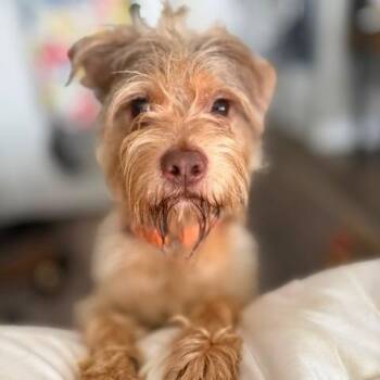 Bellington -  Terrier Dog for Adoption in Chicago, Illinois - Bellington | PetCurious