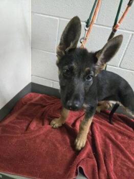 German Shepherd Dog Dogs Available for Adoption - Cici | PetCurious